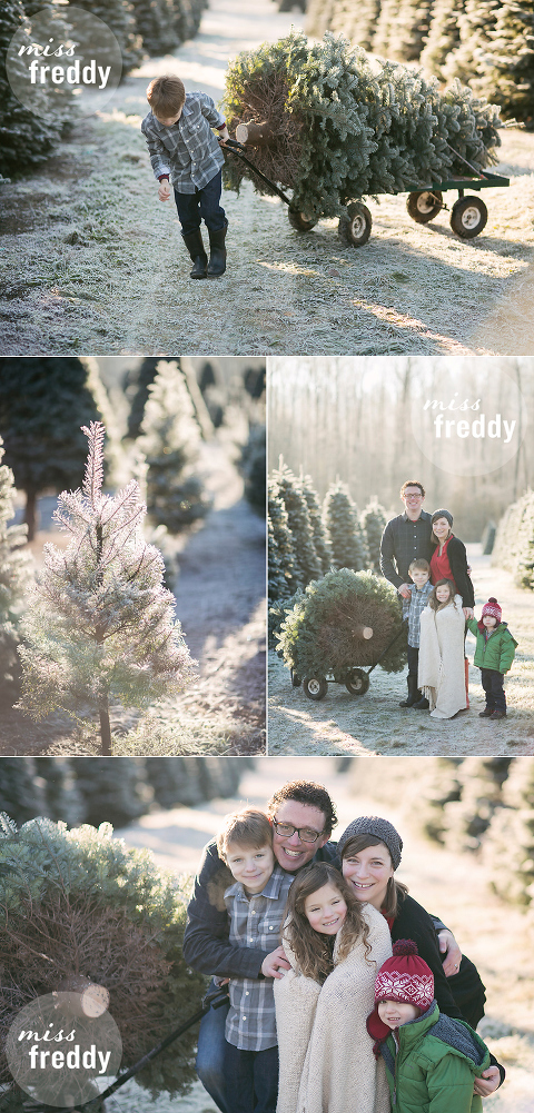 A Christmas tree farm photo shoot?  What a cute setting for family holiday photos!