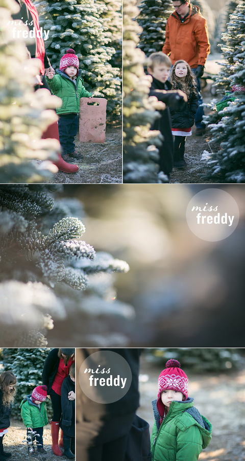 A Christmas tree farm photo shoot?  What a cute setting for family holiday photos!