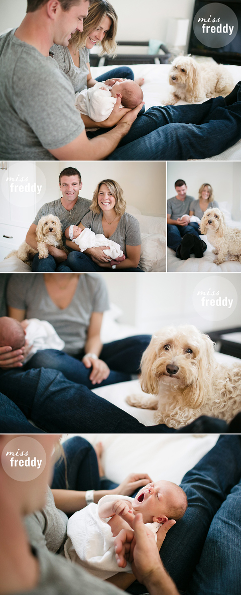 Adorable newborn photos with a dog done by Miss Freddy, West Seattle newborn photographer.